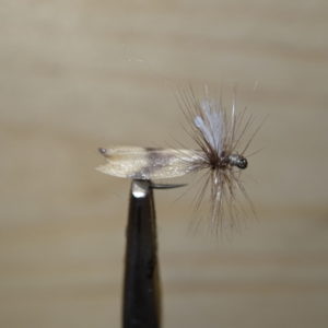 Guide pêche mouche