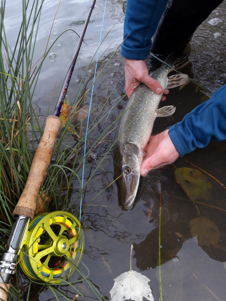 Guide pêche mouche carnassier